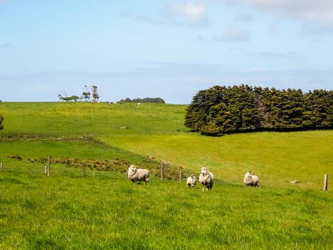 Nice view of Great Ocean Road, Australia - hills covered by green grass with herds of sheep with beautiful sky