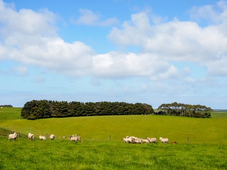 Nice view of Great Ocean Road, Australia - hills covered by green grass with herds of sheep with beautiful sky