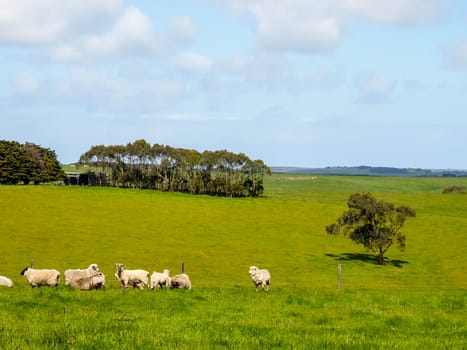 Nice view of Great Ocean Road, Australia - hills covered by green grass with herds of sheep with beautiful sky
