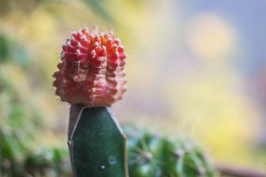 soft focus close up of Red blooming cactus use for background picture