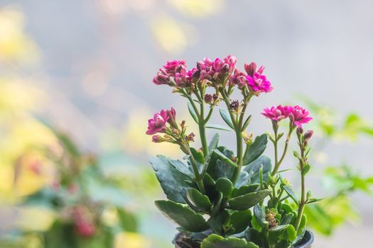 Colorful small flowers of Kalanchoe blossfeldiana close up. Beautiful bright kalanchoe succulent pink flower. Soft focus.