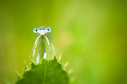 Common Blue Damselflies on a leaf taken in France - Enallagma, cyathigerum - nature and wildlife macro photography