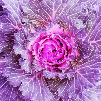 Close-up of flowering purple kale cabbage. Autumn vegetable garden.