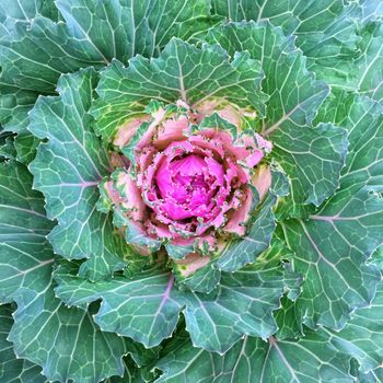 Close-up of colorful ornamental kale cabbage. Autumn vegetable garden.