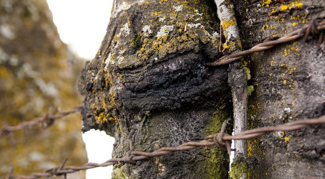 Tree with barbed wire fence grown in to the bark