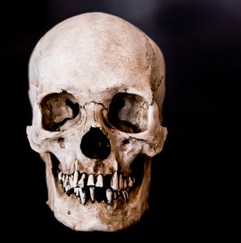 Fiberglass human skull facing straight on with a black background