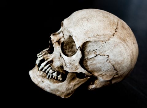 Fiberglass human skull facing to side with a black background