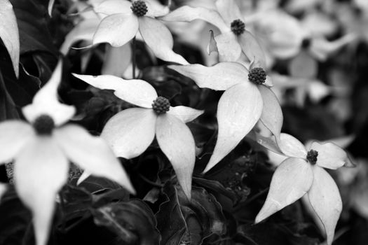 Dogwood flowers in bloom taken in black and white