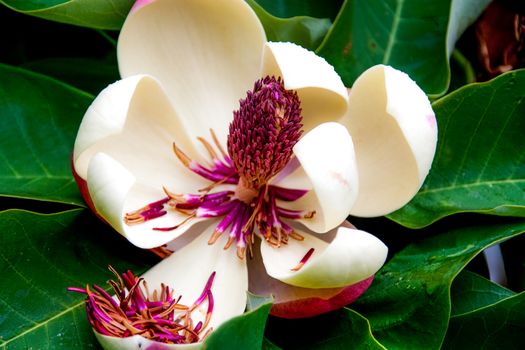 Brilliant Magnolia flower dropping magenta filaments in to petal