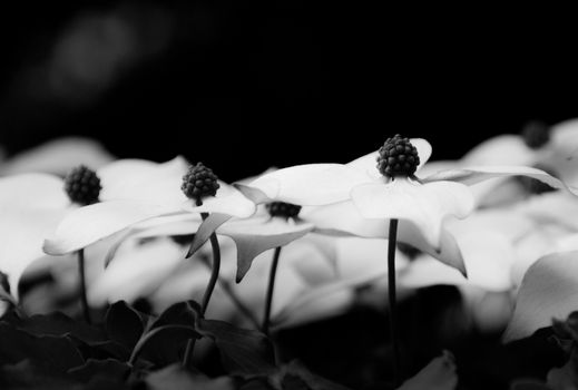 Dogwood flowers side view black and white with perspective