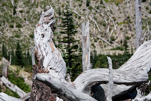 Mount St. Helen's blasted tree laying on side