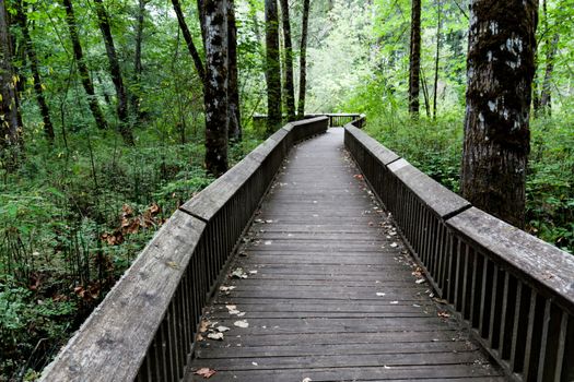 Nature trail boardwalk surrounded by a dense forest.