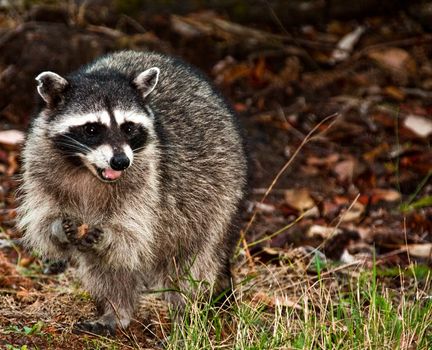 Raccoon standing in the grass with an object in it's hands