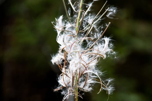 Cotton like plant with seeds blowing away on a green background