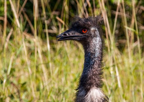 Emu bird close up with red eyes