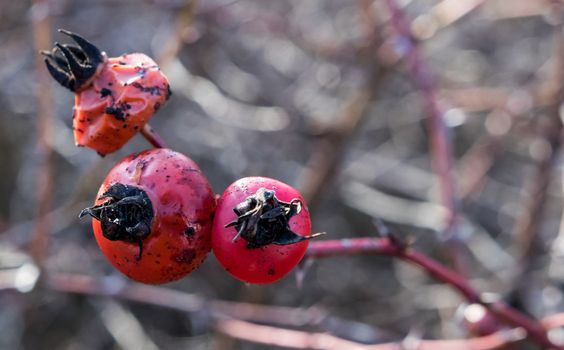 Red poisonous berries wilting after January frosts.