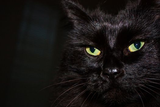 Black Himalayan cat face close up with glowing green eyes and long black fur