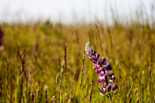 Flowering Lupinus in a dry grassy field during a summer day.