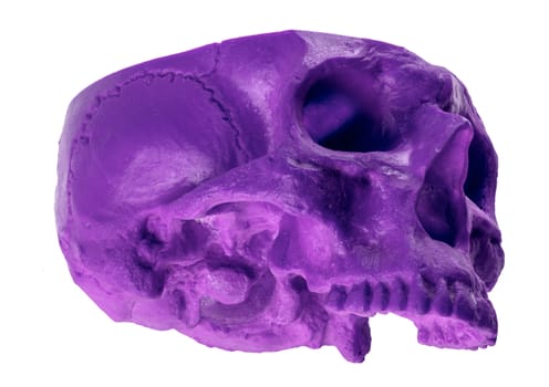 Purple chopped skull at an unusual angle missing cranium