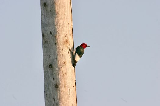 A red headed woodpecker sits on a wooden pole in the evening sun.