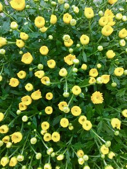 Bright yellow buds show against a background of brilliant green.