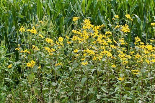 A group of yellow daisies shows against a background of green corn.