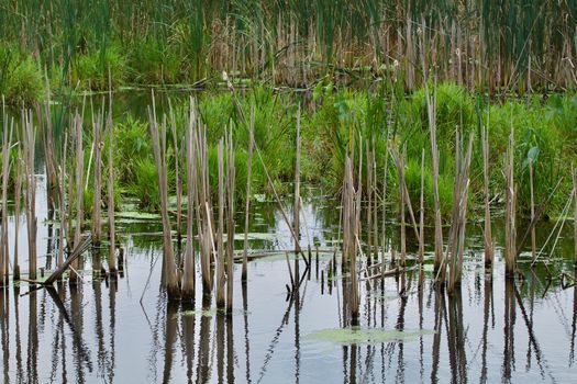 Old stalks from cattails show wavering reflections in the swamp water.
