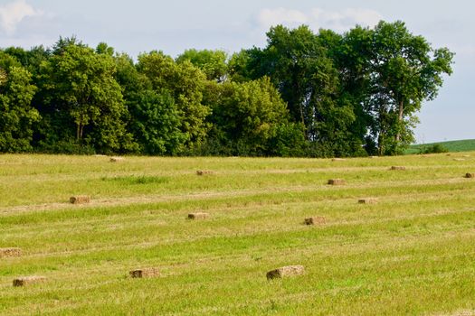 Square bales make a checkboard of a green pature.