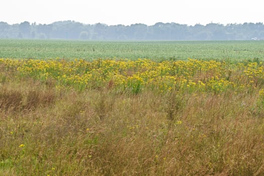 A stripe of golden blossoms shows before the horizon of trees.