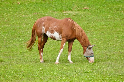 A horse wears a hood while grazing in the grassy field.