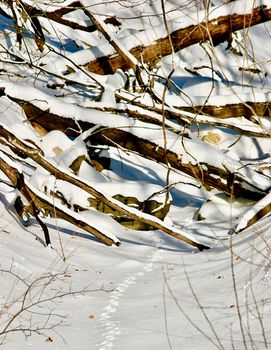 Animal tracks leading into the forest.