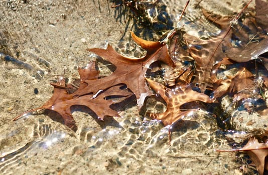 Icy water ripples past the brown oak leaves.
