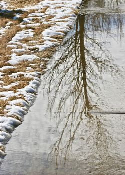 A full tree without leaves shows its reflection in the water by the snow.