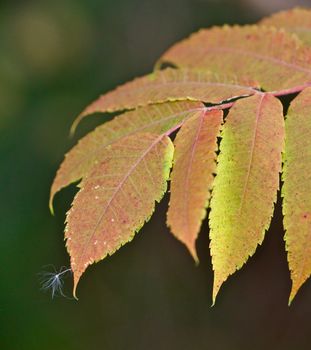 A floating seed lights on the tip of autumn colored leaves.