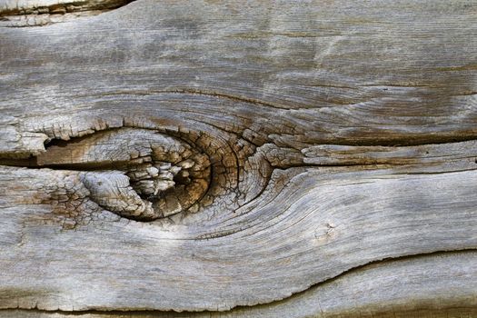 A closeup of a knot from an 1850's log cabin log shows in closeup.