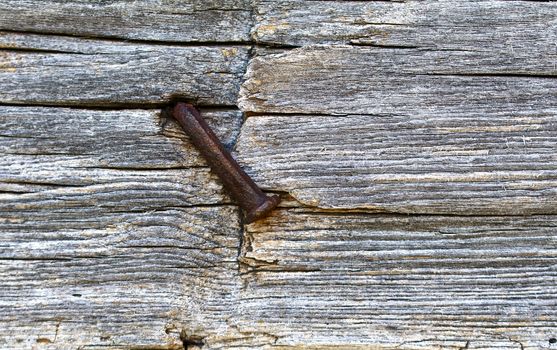 A rusty square nail bent over and hammered into an 1850's log cabin wall closeup.