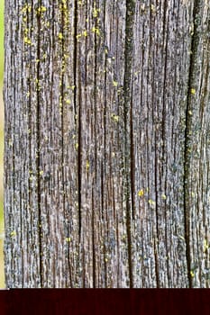 A green lichen covered weathered wood pole closeup shows.