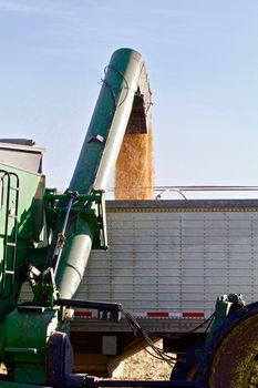 Freshly harvested field corn is augured into the truck that will haul it in.