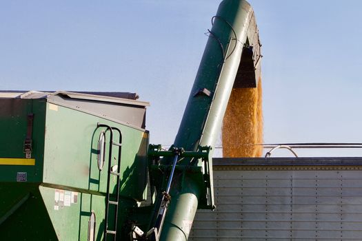 Freshly harvested field corn is augured into the truck that will haul it in.