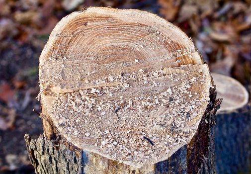 A cross section of a cut tree closeup shows with saw dust partially obscurring it.