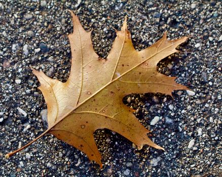 A brown autumn leaf lays face down on the black top in closeup.