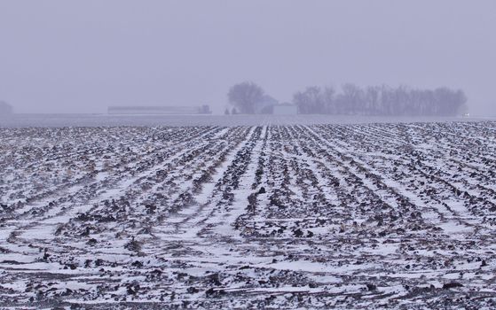 Stripes from a snowy plowed field show hazily through the afternoon blizzard.