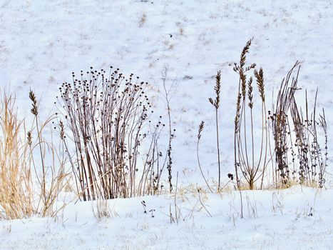 Dried brown plants of the prairie show in sillhouette against the fresh white snow.