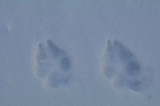 A pair of dog tracks show in the cold blue snow.