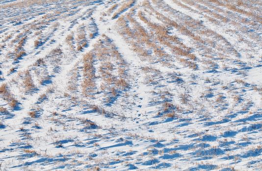 Curving tracks show in the snowy field