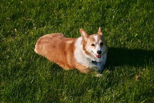 Pembrook Welsth Corgi lays in the green grass in the bright sun.