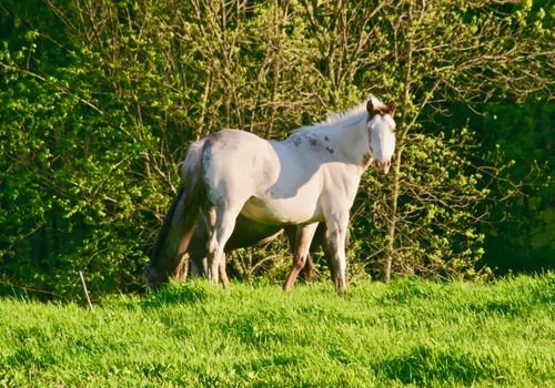 A white appaloosa horse stands in a green grassy field.