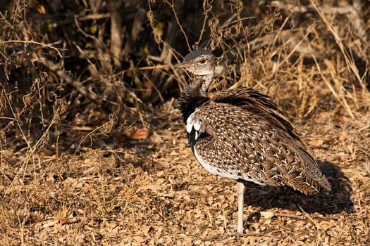 The male Red-Crested Korhaan (Eupodotis ruficrista) photographed in Kruger National Park. South Africa.