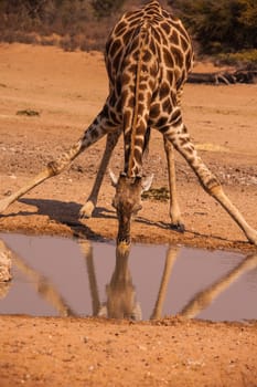 A lone Giraffe drinking at a waterhole in the Kgaligadi Trans-frontier Park, South Africa