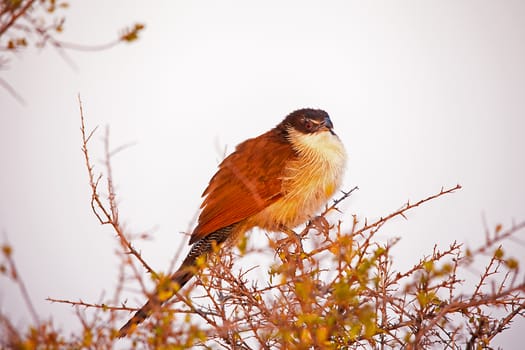 Burcell's Cougal (Centropus burchelli) photographed in Kruger National Park. South Africa.